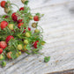 50 ALEXANDRIA STRAWBERRY Everbearing Alpine Fragaria Vesca Red Berry Fruit White Flower Seeds