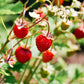 50 ALEXANDRIA STRAWBERRY Everbearing Alpine Fragaria Vesca Red Berry Fruit White Flower Seeds