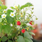 50 ALEXANDRIA STRAWBERRY Everbearing Alpine Fragaria Vesca Red Berry Fruit White Flower Seeds