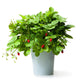 60 RUEGEN STRAWBERRY Everbearing Alpine Fragaria Vesca Red Berry Fruit White Flower Seeds