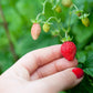 60 RUEGEN STRAWBERRY Everbearing Alpine Fragaria Vesca Red Berry Fruit White Flower Seeds