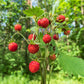 60 RUEGEN STRAWBERRY Everbearing Alpine Fragaria Vesca Red Berry Fruit White Flower Seeds