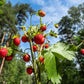 60 RUEGEN STRAWBERRY Everbearing Alpine Fragaria Vesca Red Berry Fruit White Flower Seeds