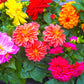 50 Unwins DWARF MIX DAHLIA Variabilis Mixed Colors Semi Double Bicolor Pink Purple Red Orange Yellow White Flower Seeds