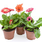 20 GERBER DAISY Mix Gerbera Jamesonii aka Barberton or African Daisy Mixed Colors Pink Purple Red Orange Yellow White Flower Seeds