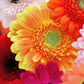 20 GERBER DAISY Mix Gerbera Jamesonii aka Barberton or African Daisy Mixed Colors Pink Purple Red Orange Yellow White Flower Seeds
