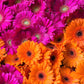 20 GERBER DAISY Mix Gerbera Jamesonii aka Barberton or African Daisy Mixed Colors Pink Purple Red Orange Yellow White Flower Seeds