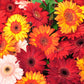 20 GERBER DAISY Mix Gerbera Jamesonii aka Barberton or African Daisy Mixed Colors Pink Purple Red Orange Yellow White Flower Seeds
