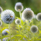 20 Silver GIANT GLOBE THISTLE Echinops Sphaerocephalus Great Globethistle Silvery White Flower Seeds
