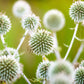 20 Silver GIANT GLOBE THISTLE Echinops Sphaerocephalus Great Globethistle Silvery White Flower Seeds