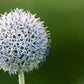 20 Silver GIANT GLOBE THISTLE Echinops Sphaerocephalus Great Globethistle Silvery White Flower Seeds