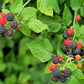50 WHITEBARK Black RASPBERRY Western Blackcap Raspberry Rubus Leucodermis Native Fruit Berry Seeds