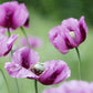 500 Organic TURKISH BLUE POPPY Heirloom Papaver Somniferum Purple to Red Flower Seeds