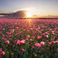 500 Organic TURKISH BLUE POPPY Heirloom Papaver Somniferum Purple to Red Flower Seeds