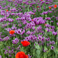 500 Organic TURKISH BLUE POPPY Heirloom Papaver Somniferum Purple to Red Flower Seeds