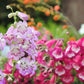 100 SENSATION MIX PENSTEMON Hartwegii Beardtongue Mixed Colors Two Tone Red, Pink, White, Purple, White Flower Seeds