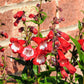 100 SENSATION MIX PENSTEMON Hartwegii Beardtongue Mixed Colors Two Tone Red, Pink, White, Purple, White Flower Seeds
