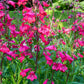 100 SENSATION MIX PENSTEMON Hartwegii Beardtongue Mixed Colors Two Tone Red, Pink, White, Purple, White Flower Seeds