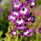 100 SENSATION MIX PENSTEMON Hartwegii Beardtongue Mixed Colors Two Tone Red, Pink, White, Purple, White Flower Seeds
