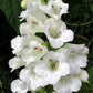 250 NATIVE MIX Beardtongue PENSTEMON Grandiflorus, Strictus, Cobaea, Palmeri, Digitalis, Pallidus - Pink White Blue Purple Flower Seeds