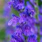 250 NATIVE MIX Beardtongue PENSTEMON Grandiflorus, Strictus, Cobaea, Palmeri, Digitalis, Pallidus - Pink White Blue Purple Flower Seeds