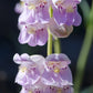 250 NATIVE MIX Beardtongue PENSTEMON Grandiflorus, Strictus, Cobaea, Palmeri, Digitalis, Pallidus - Pink White Blue Purple Flower Seeds