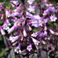 250 NATIVE MIX Beardtongue PENSTEMON Grandiflorus, Strictus, Cobaea, Palmeri, Digitalis, Pallidus - Pink White Blue Purple Flower Seeds