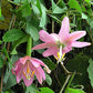 10 BANANA PASSION FRUIT Pink Passion Flower Passiflora Mollissima Yellow Skin Orange Pulp Vine Seeds