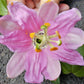 10 BANANA PASSION FRUIT Pink Passion Flower Passiflora Mollissima Yellow Skin Orange Pulp Vine Seeds