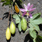 10 BANANA PASSION FRUIT Pink Passion Flower Passiflora Mollissima Yellow Skin Orange Pulp Vine Seeds