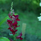 250 ' WELCOME ' SNAPDRAGON Antirrhinum Majus Dark Crimson Red Near Black Gothic Garden Flower Seeds