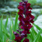 250 ' WELCOME ' SNAPDRAGON Antirrhinum Majus Dark Crimson Red Near Black Gothic Garden Flower Seeds