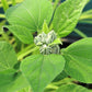20 LIGHT PINK HIBISCUS Moscheutos var. Palustris Hardy Flower Seeds