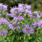 1000 WILD BERGAMOT Monarda Fistulosa aka Mintleaf Bee Balm & Oswego Tea Native Herb Purple Flower Seeds