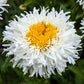 30 Double CRAZY DAISY Leucanthemum x Superbum Big 3" Frizzled White Yellow Shasta Flower Seeds