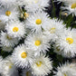 30 Double CRAZY DAISY Leucanthemum x Superbum Big 3" Frizzled White Yellow Shasta Flower Seeds