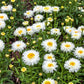 30 Double CRAZY DAISY Leucanthemum x Superbum Big 3" Frizzled White Yellow Shasta Flower Seeds