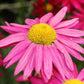 100 Rose PINK ROBINSONS DAISY Painted Chrysanthemum Coccineum Pyrethrum Flower Seeds