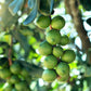 5 MACADAMIA NUT Tree Macadamia Integrifolia Brown Shell Beige Nut Fruit White & Pink Flower Seeds