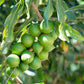 5 MACADAMIA NUT Tree Macadamia Integrifolia Brown Shell Beige Nut Fruit White & Pink Flower Seeds