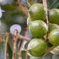 5 MACADAMIA NUT Tree Macadamia Integrifolia Brown Shell Beige Nut Fruit White & Pink Flower Seeds