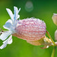 100 MAIDENSTEARS Silene Vulgaris aka Bladder Campion Maidens Tears Pink & White Flower Seeds