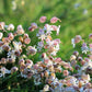 100 MAIDENSTEARS Silene Vulgaris aka Bladder Campion Maidens Tears Pink & White Flower Seeds