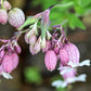 100 MAIDENSTEARS Silene Vulgaris aka Bladder Campion Maidens Tears Pink & White Flower Seeds
