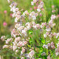100 MAIDENSTEARS Silene Vulgaris aka Bladder Campion Maidens Tears Pink & White Flower Seeds