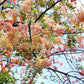 5 PINK SHOWER TREE Cassia Javanica aka Rainbow Shower & Apple Blossom Tree Two Tone Pink, White, Yellow Flower Seeds