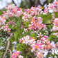 5 PINK SHOWER TREE Cassia Javanica aka Rainbow Shower & Apple Blossom Tree Two Tone Pink, White, Yellow Flower Seeds