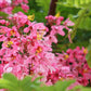 5 PINK SHOWER TREE Cassia Javanica aka Rainbow Shower & Apple Blossom Tree Two Tone Pink, White, Yellow Flower Seeds