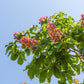 20 EAST INDIAN ALMOND Tree Terminalia Myriocarpa aka Hollock Yellow Peach Pink Flower Seeds