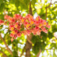 20 EAST INDIAN ALMOND Tree Terminalia Myriocarpa aka Hollock Yellow Peach Pink Flower Seeds